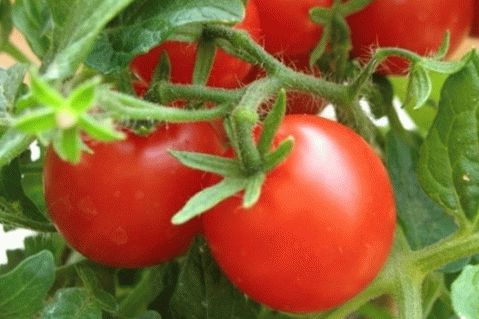 Gute Tomatenrezepte für den Winter
