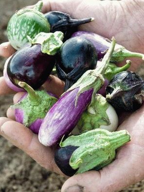 Foto - Mini Aubergine