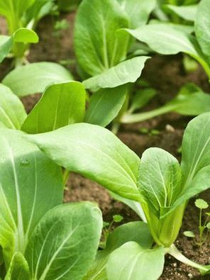 Foto - Bok Choy