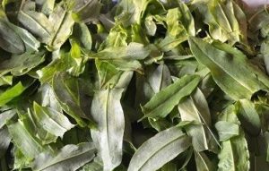 Sauerampfer für den Winter in der Bank